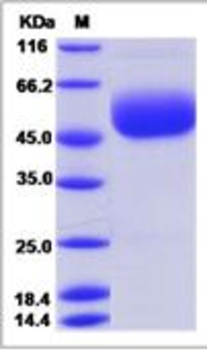 Mouse Recombinant CD160 (from HEK293 cells) | VWR, part of Avantor