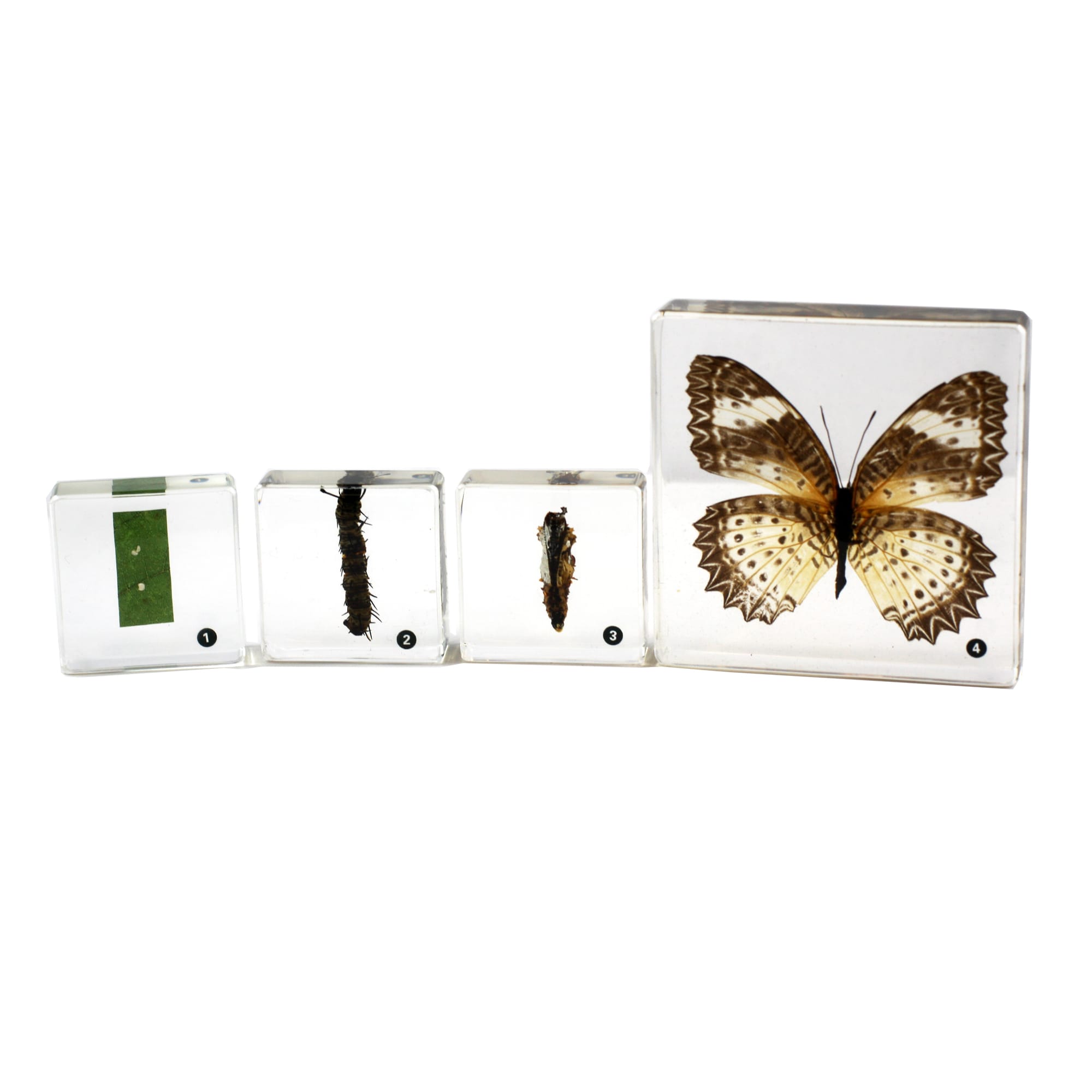 Butterfly Life Cycle Plastomount Set of 4