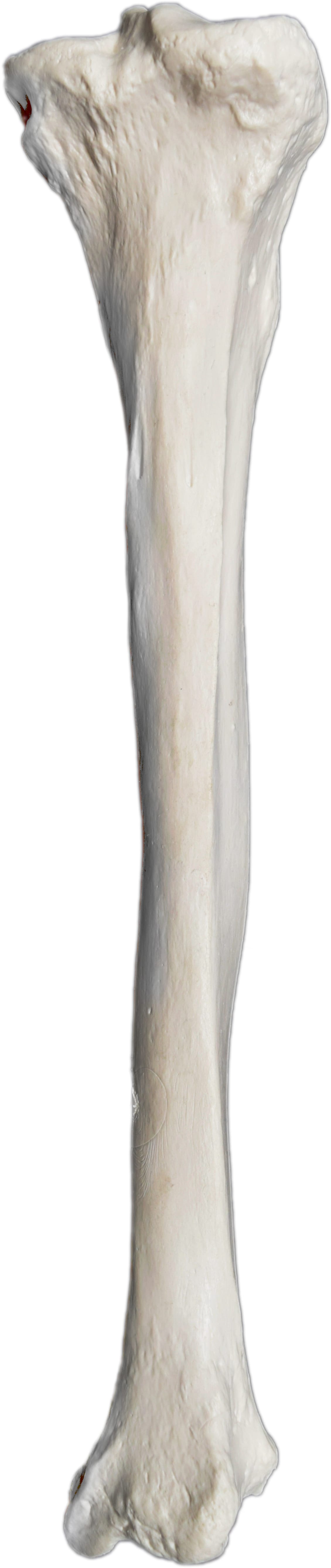 Eisco® Individual Bones