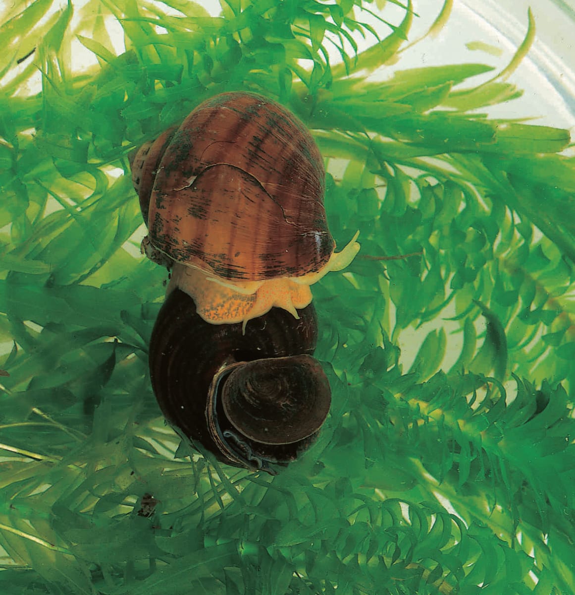 Ward's® Live Mystery Snails (Pomacea bridgesi)