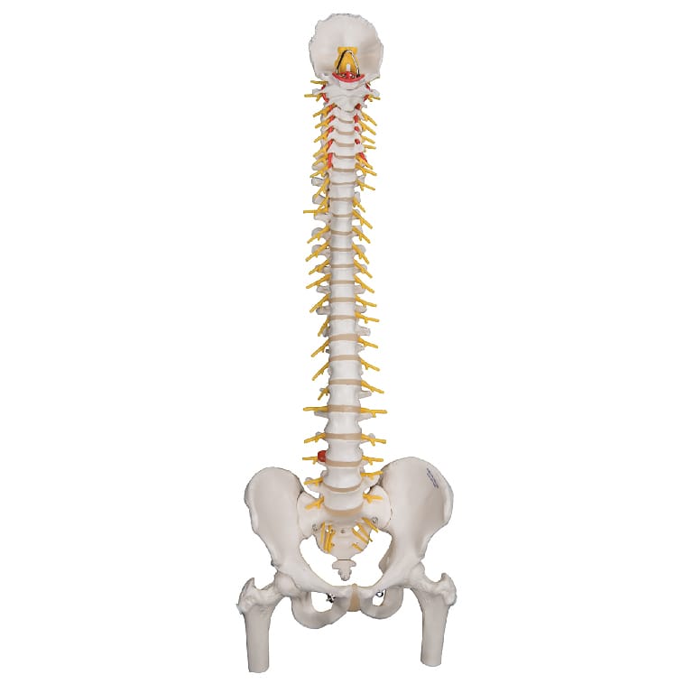 3B Scientific® Deluxe Flexible Spines