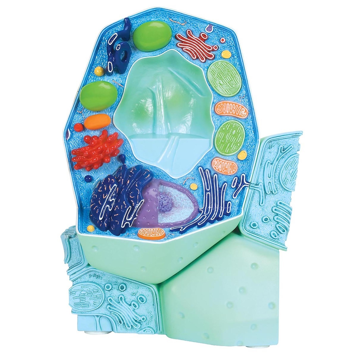 3B Scientific® Plant Cell Model