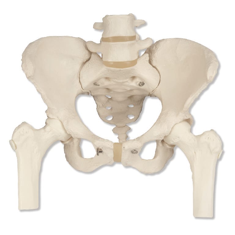 3B Scientific® Female Pelvis And Femur Heads