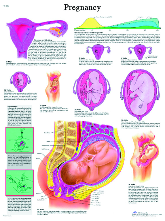 3B Scientific® Pregnancy Chart