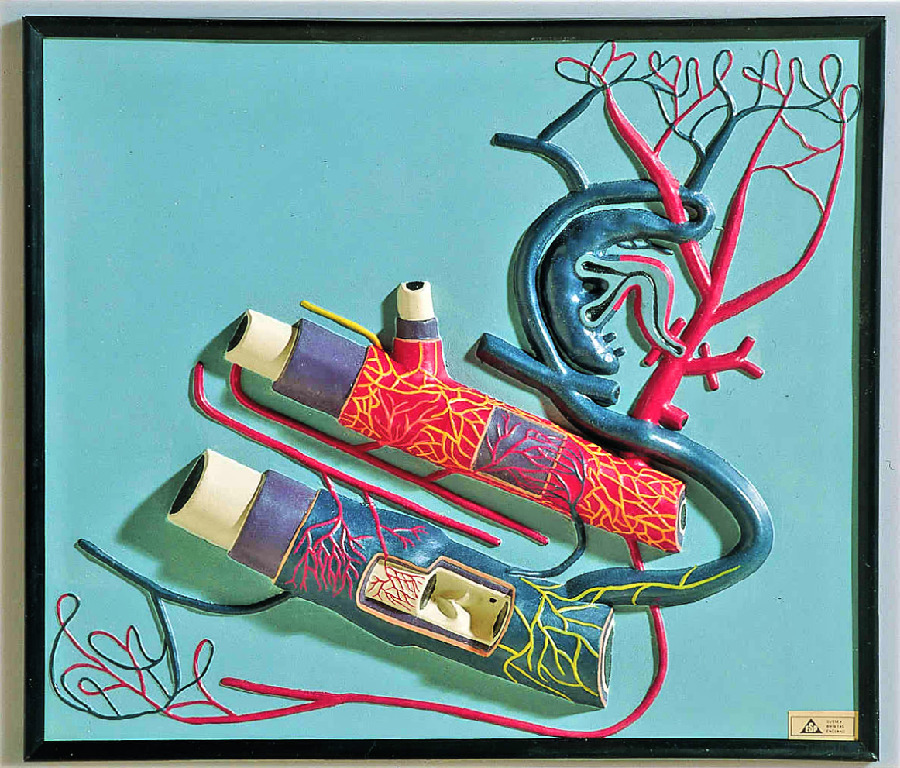Vein and Artery Structure Model