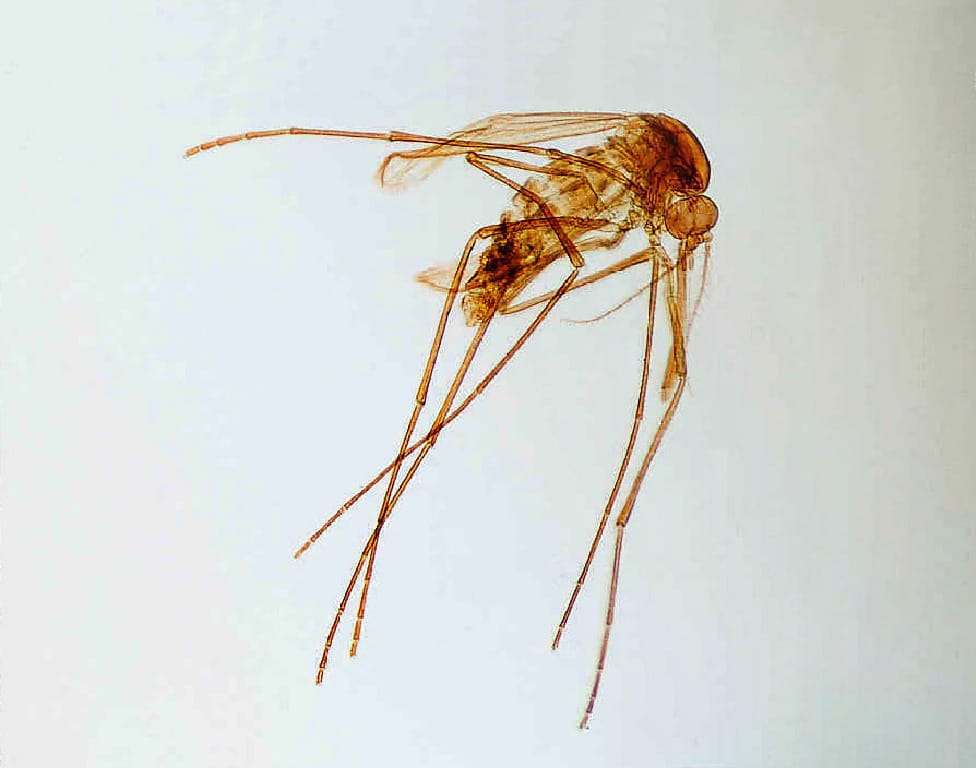 <i>Culex pipiens</i>, Adult Slide
