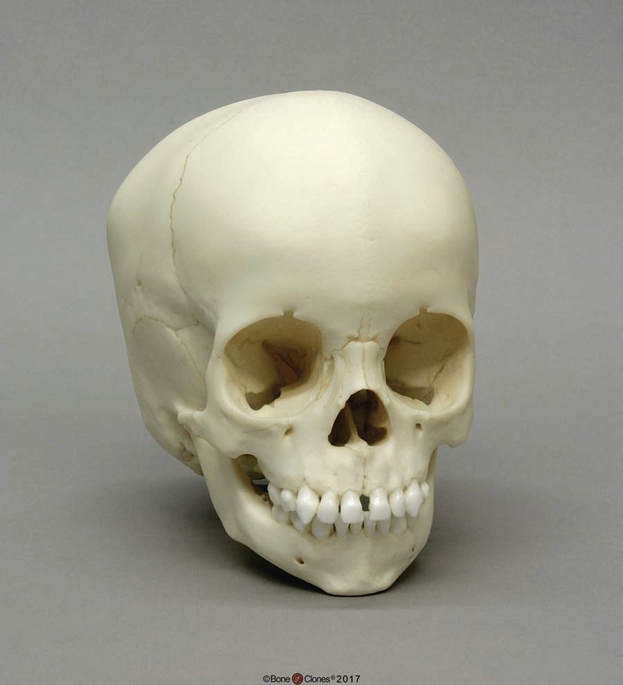 BoneClones® Juvenile Human Skulls