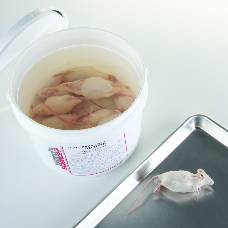 Mice, Preserved