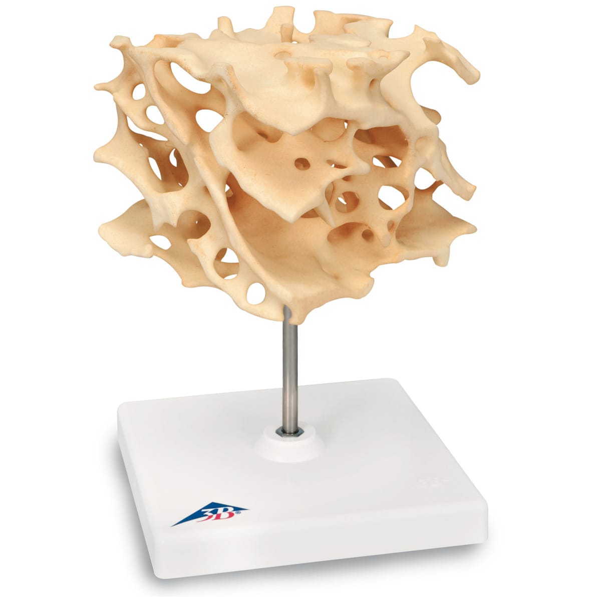 3B Scientific® Cancellous Bone