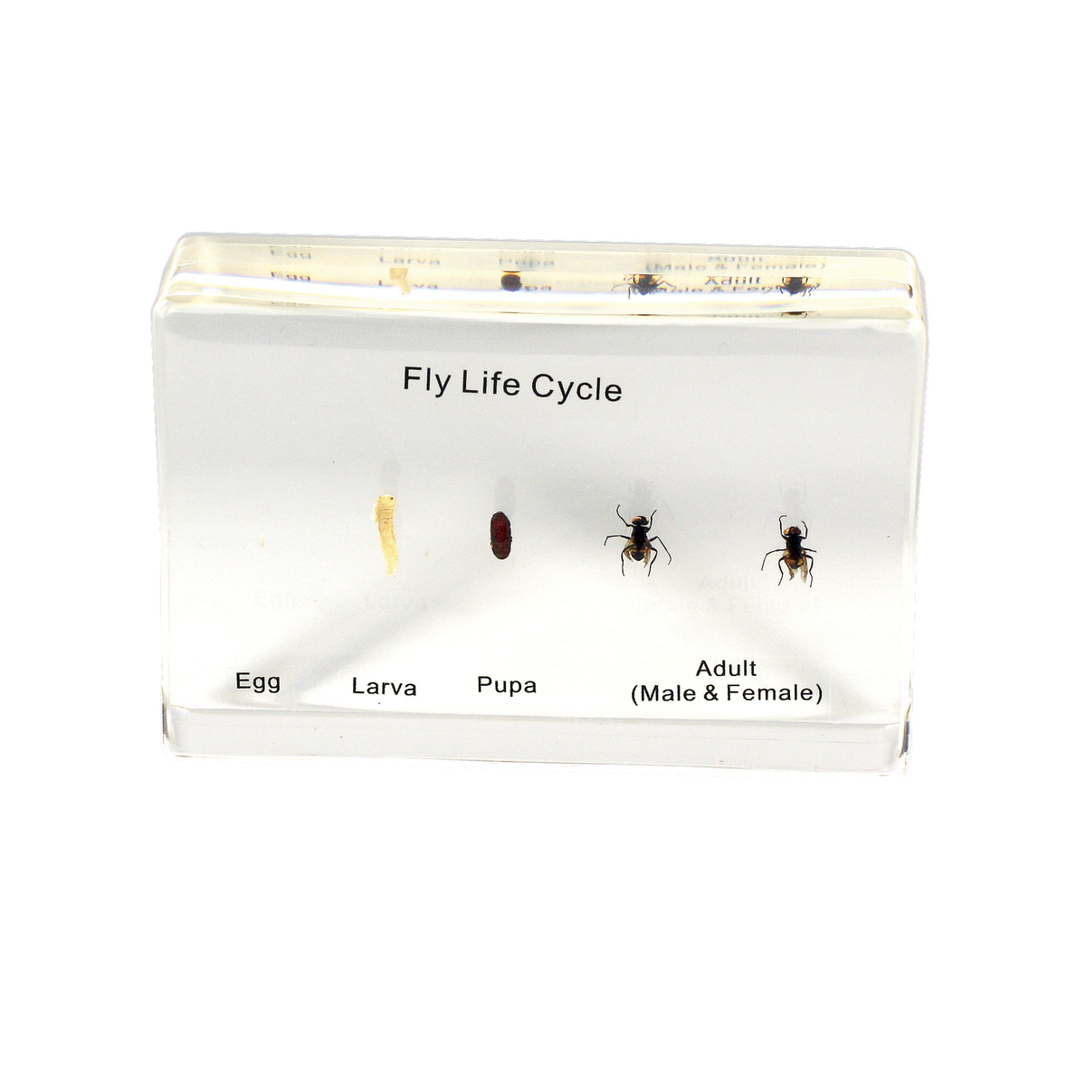 Fly Life Cycle Plastomount