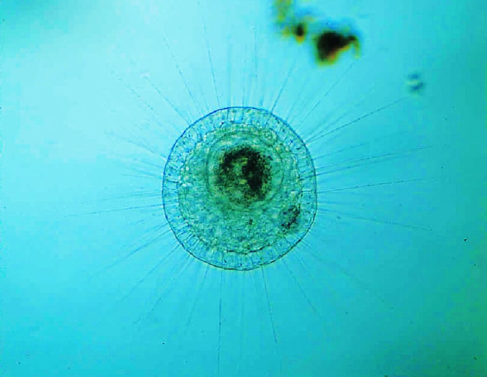 Ward's® Live Actinosphaerium Sp. Culture