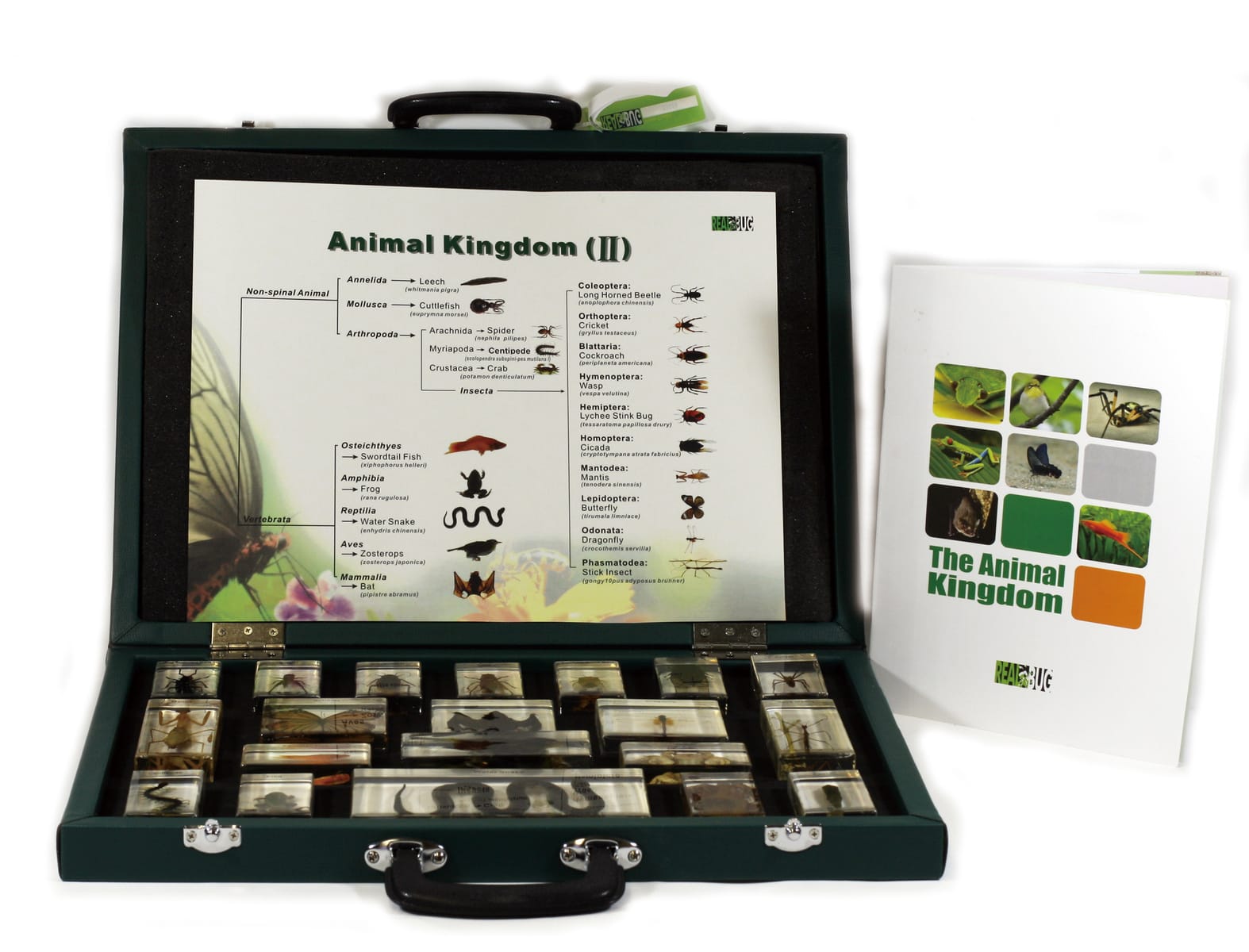 Animal Kingdom Plastomount Set, 2 Specimens