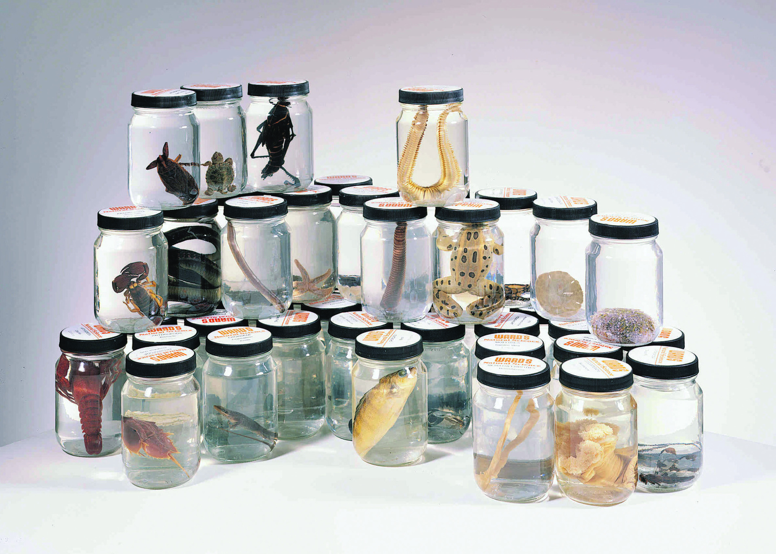 Ward's® Animal Kingdom Set 1 - Annelids and Molluscs