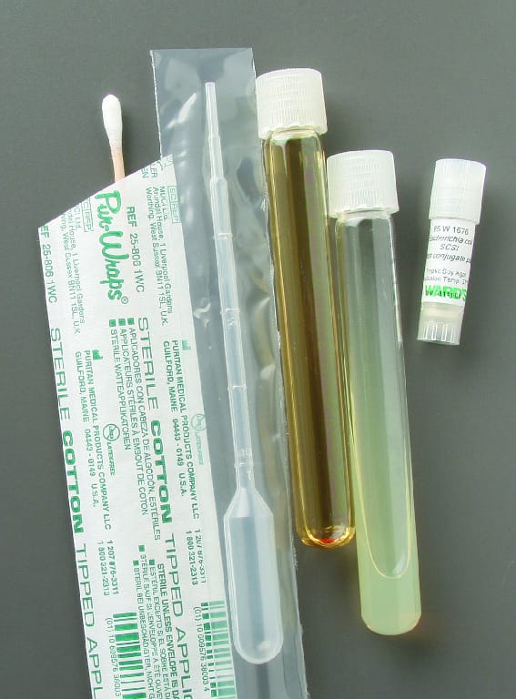 Ward's® Live Escherichia coli Conjugation Strains