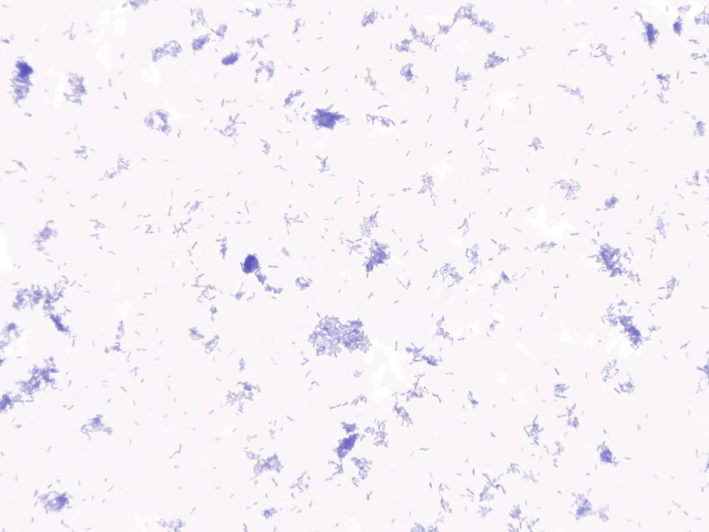Ward's® Bacterial Form and Structure Slides