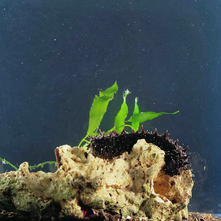 Ward's® Live Sea Cucumber (Cucumaria sp. )