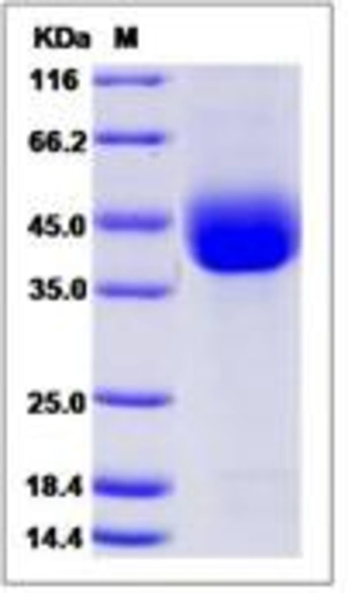 Mouse Recombinant Angiopoietin-like 4/ANGPTL4 (from HEK293 cells) | VWR ...