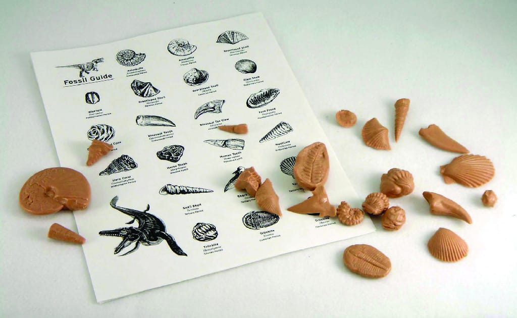 Basic Fossil Kit