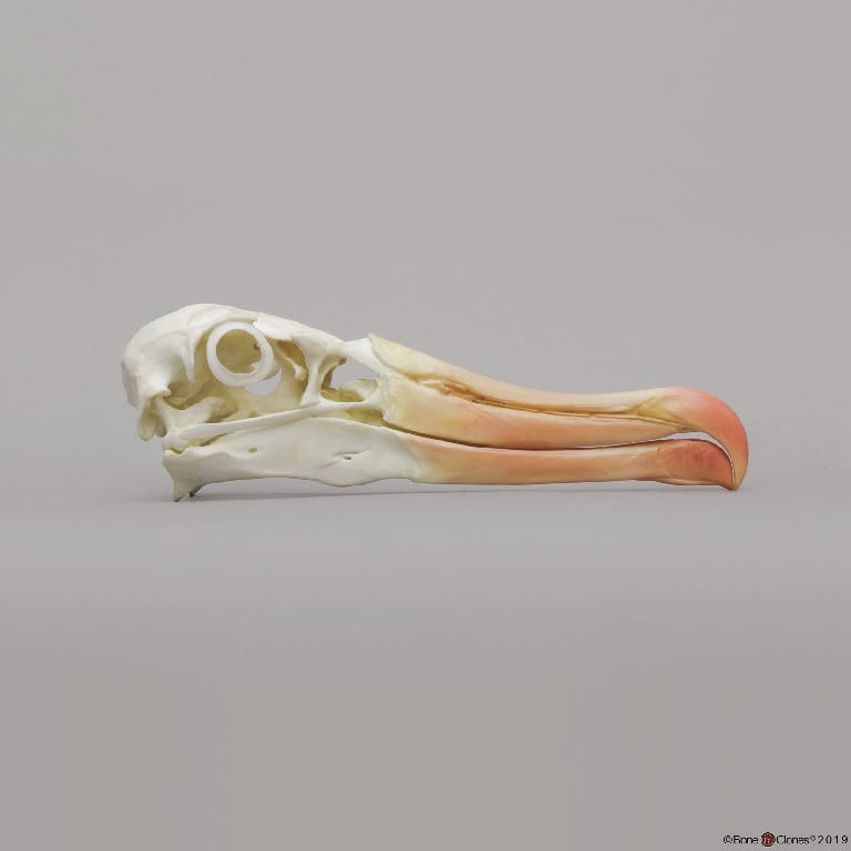 BoneClones® Animal Skulls, Avian