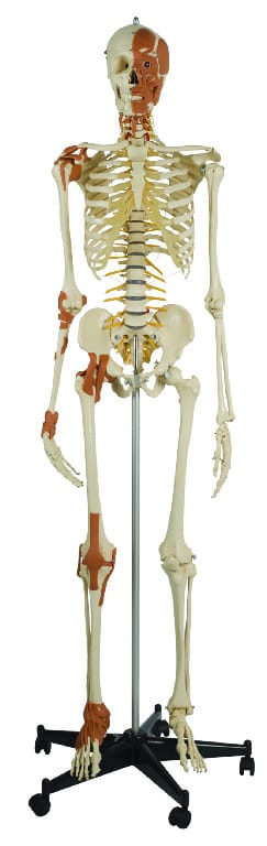 Rudiger® Total Skeleton