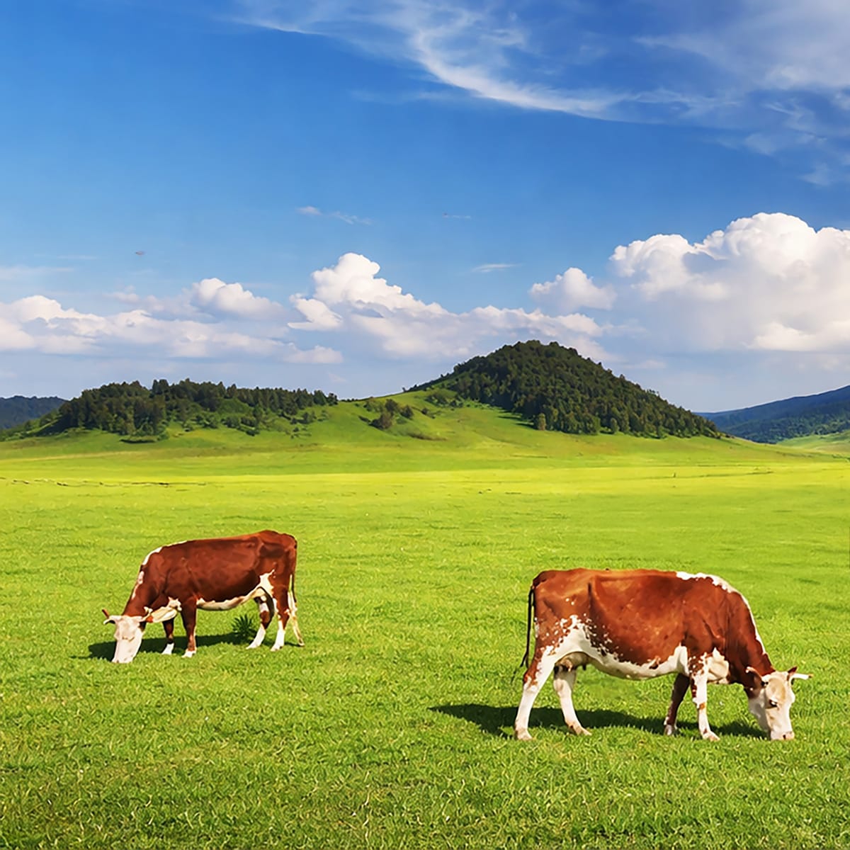 Detection of Mad Cow Disease Lab Activity