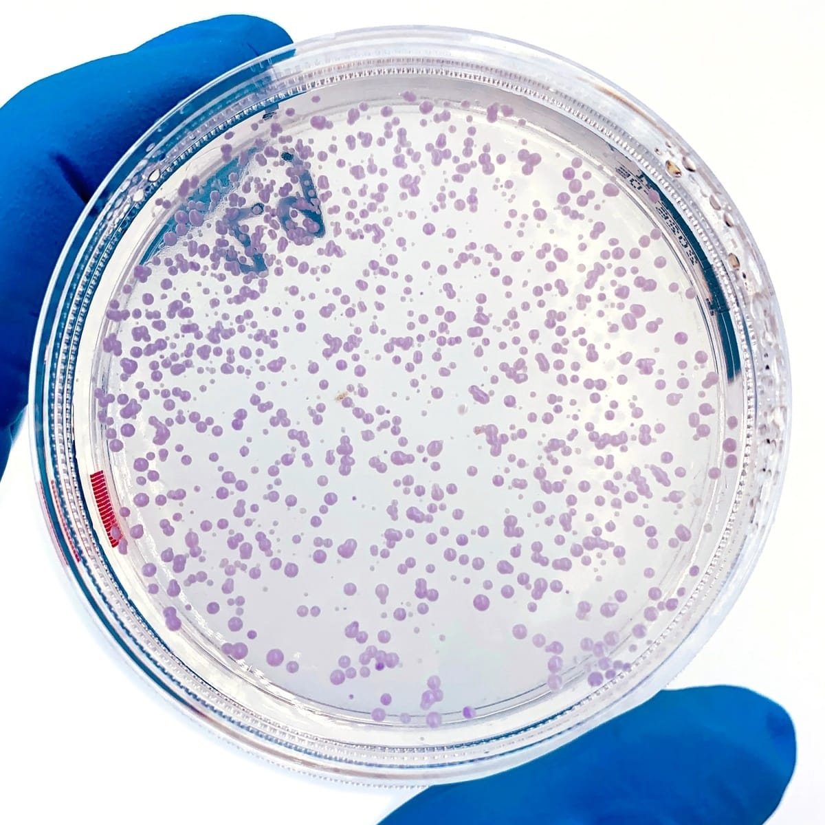 Amino Labs Yeast Engineer-it Kit™