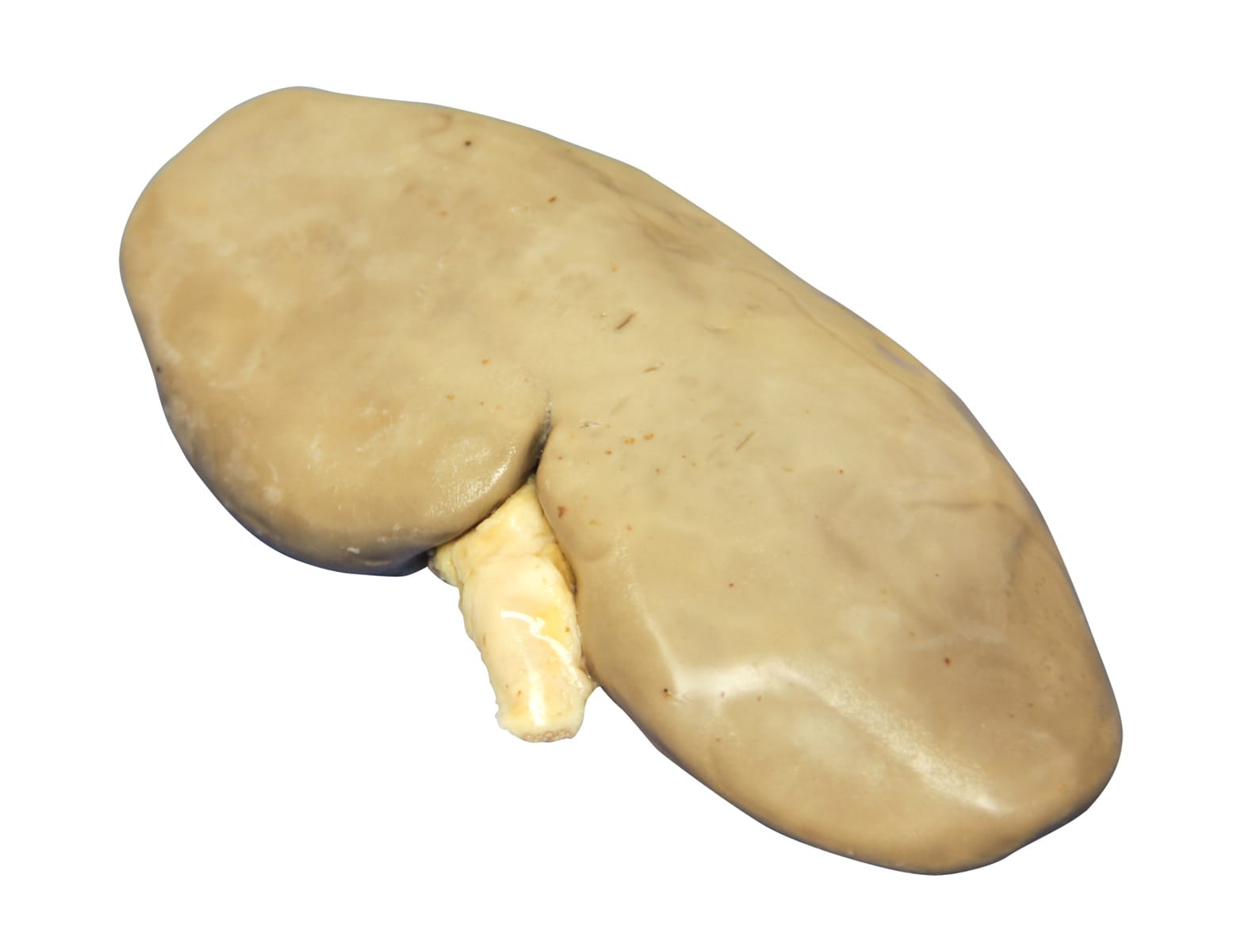 Ward's® Pure Preserved™ Pig Kidney