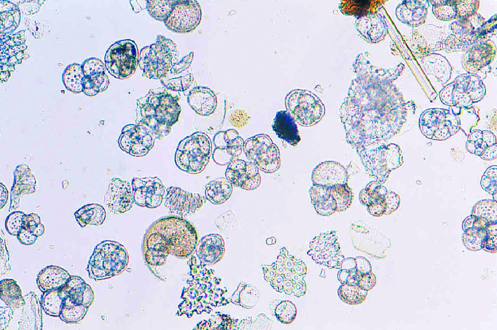 Foraminiferan Strew Slide