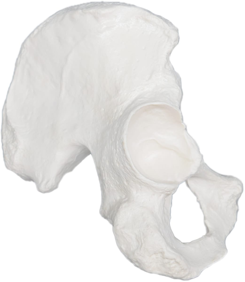 Eisco® Individual Bones