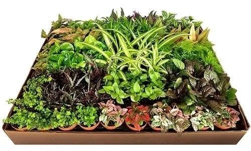 Ward's® Tropical Foliage Plants