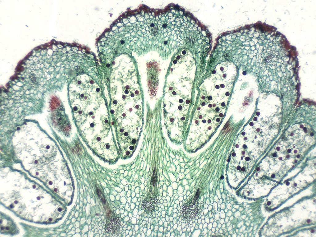 Equisetum, Mature Strobilus Slide