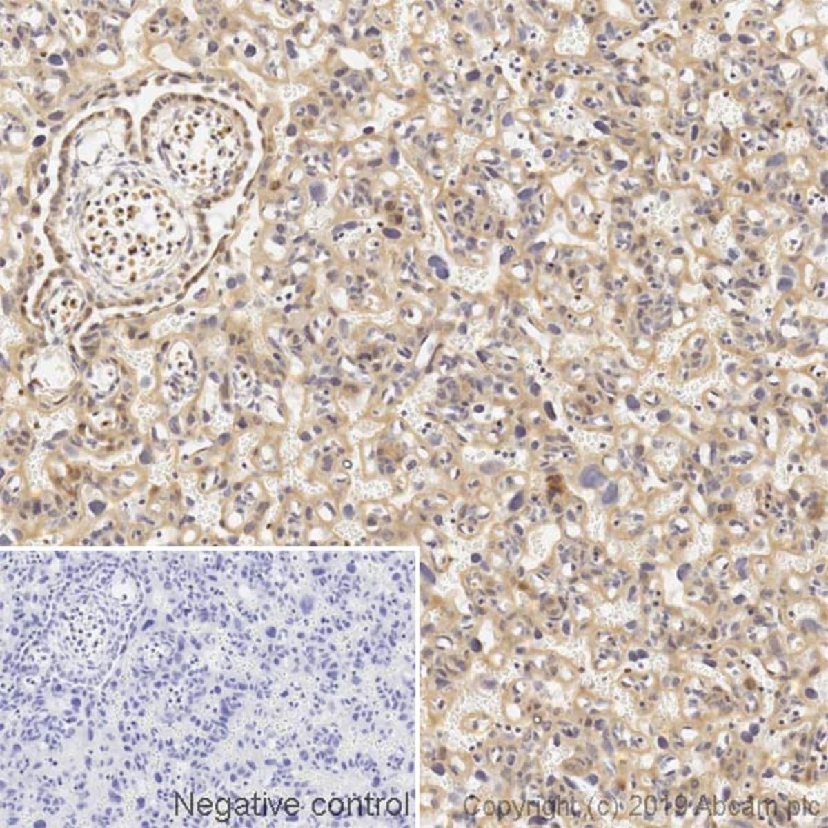 Anti-Transferrin Receptor Mouse Monoclonal Antibody [clone: OX26] | VWR ...