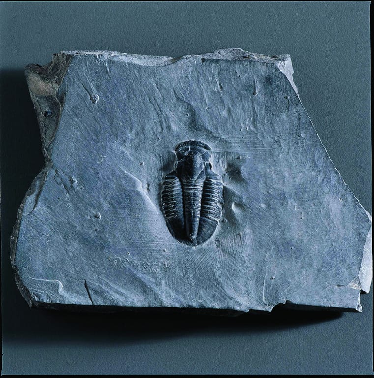 Asaphiscus wheeleri