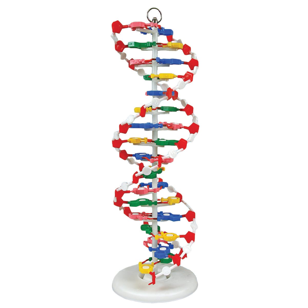 DNA Model - Preassembled