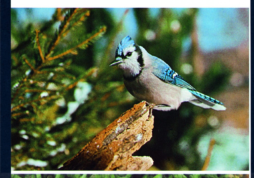 Biodiversity At The Bell Kit