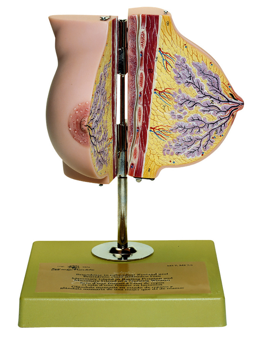 Somso® Mammary Gland in Resting Position