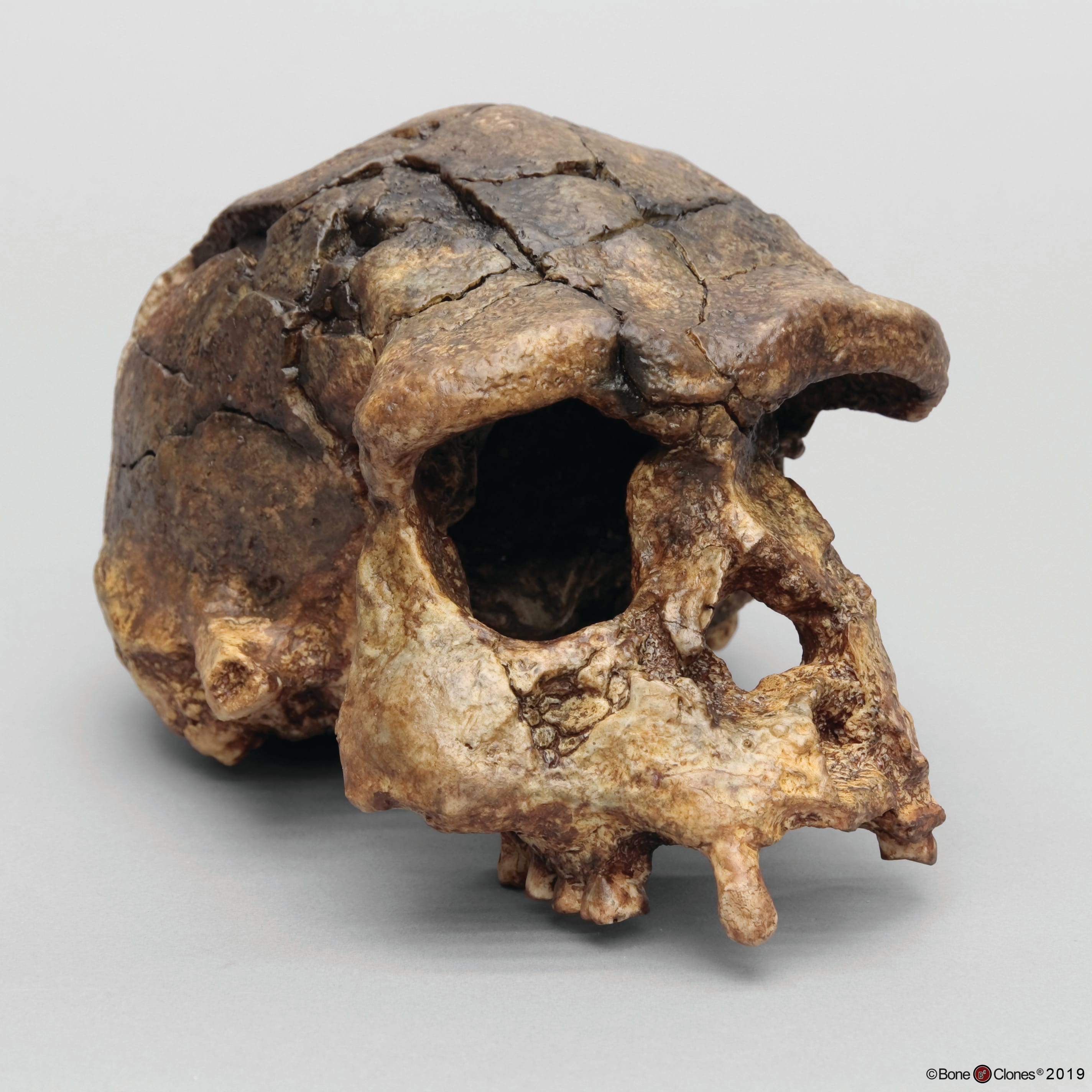 Bone Clones® Hominids Skull Series