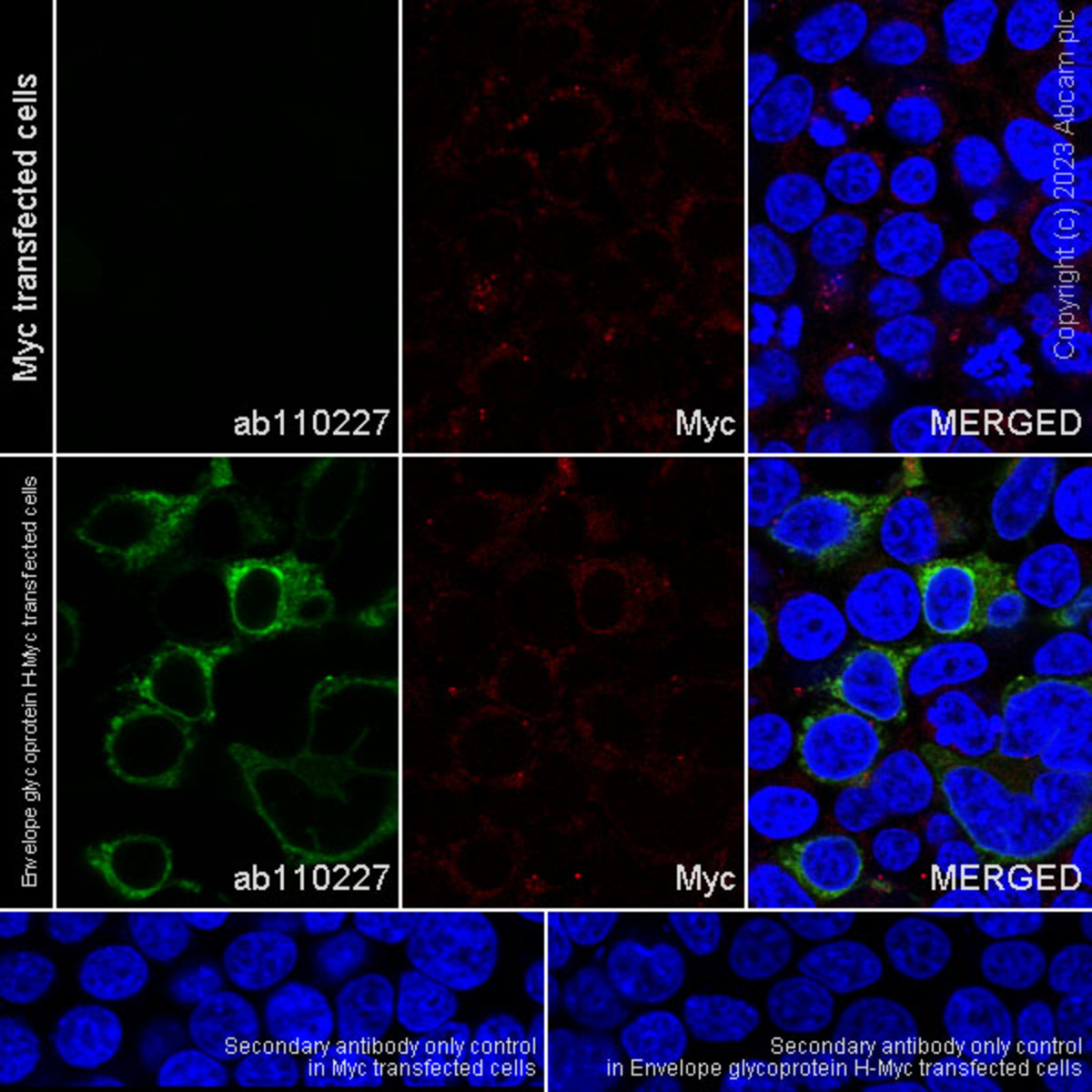 Anti-HSV1 gH Mouse Monoclonal Antibody [clone: BBH1] | VWR, part of Avantor