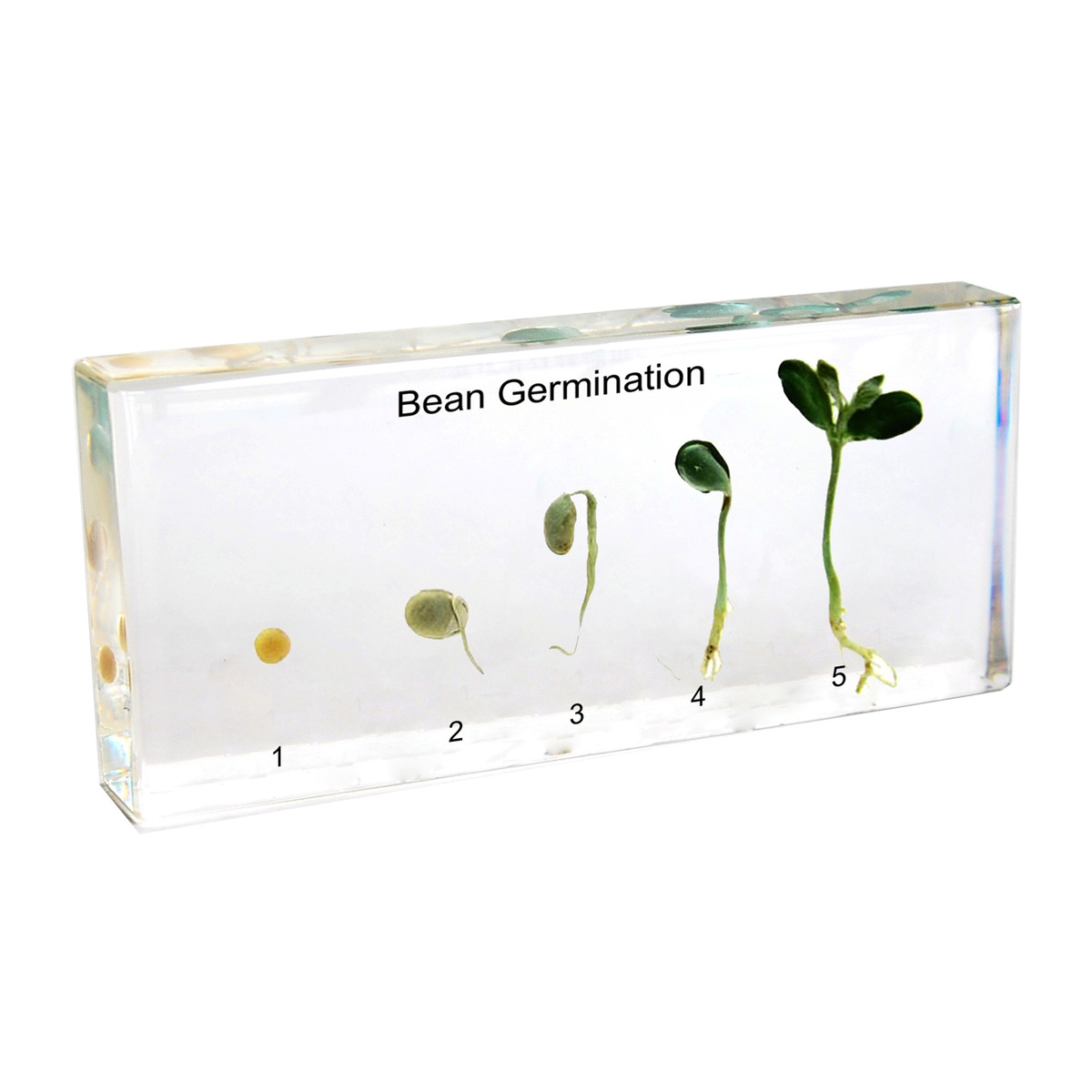 Bean Germination Plastomount