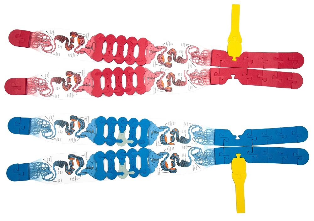 Chromosome Connections
