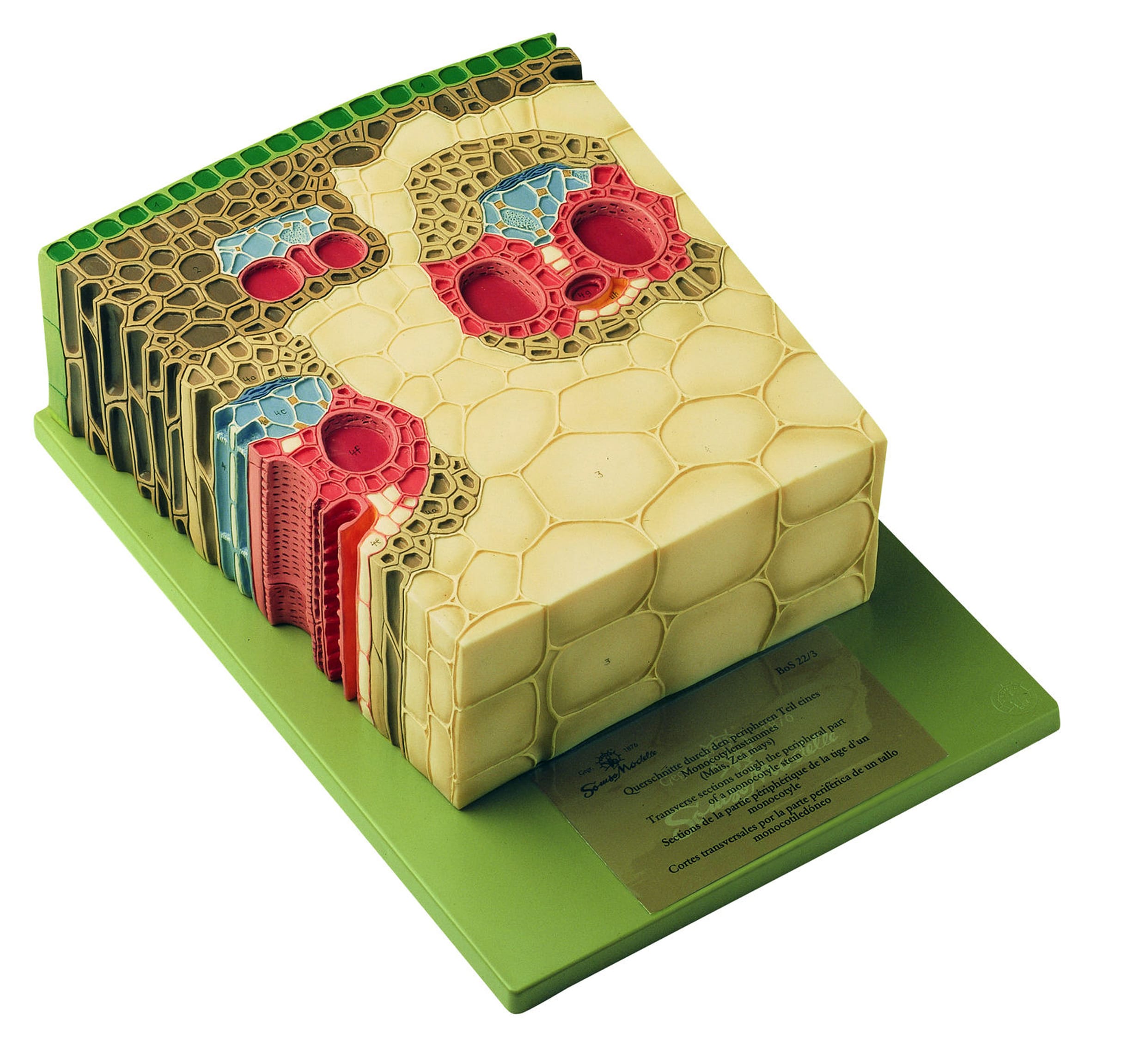Somso® Herbaceous Monocot Stem Section Model