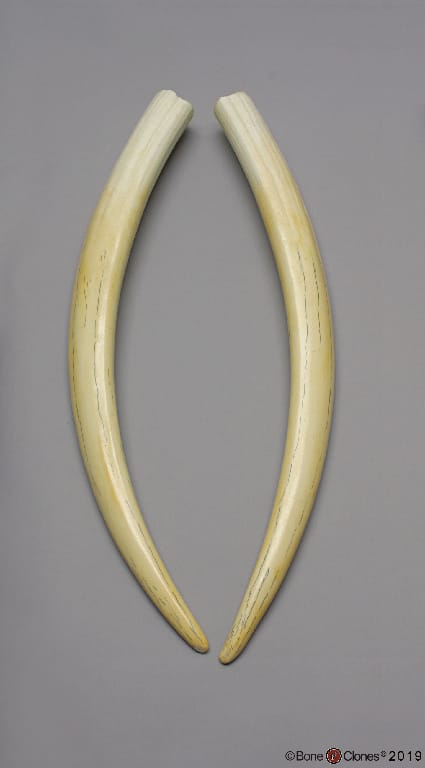 BoneClones® Replica Teeth