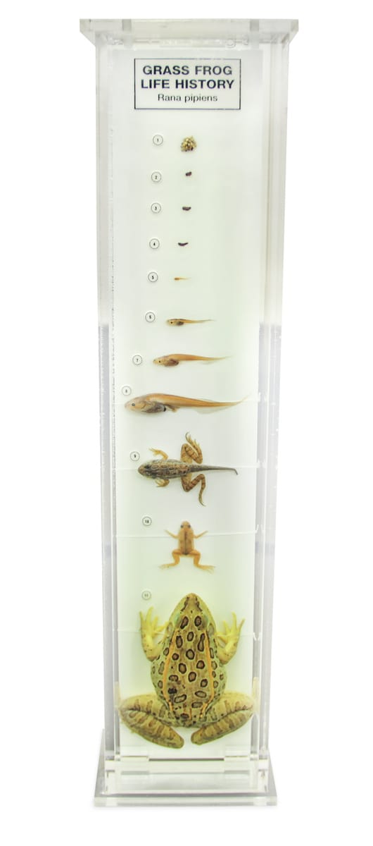 Ward's® Grassfrog Life History Museum Mount