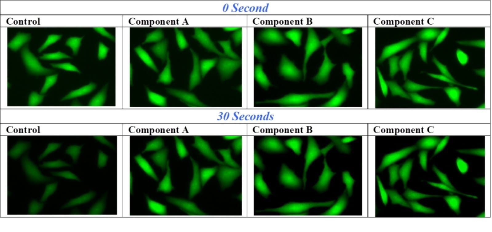 FluoroQuest™ Anti-Fading Kit I *Optimized for Slide Imaging* (1 Kit ...