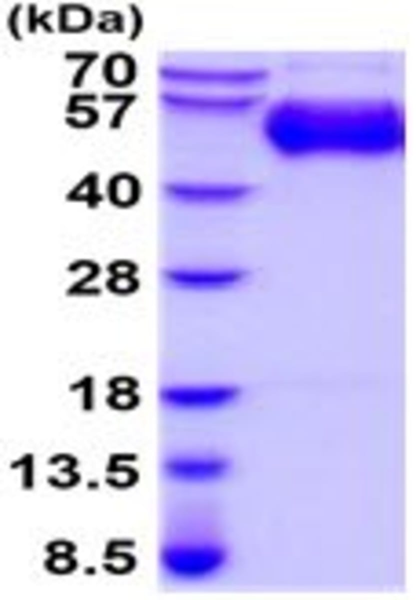 Human Recombinant CD204 (from Baculovirus (Insect cells)) | VWR, part ...