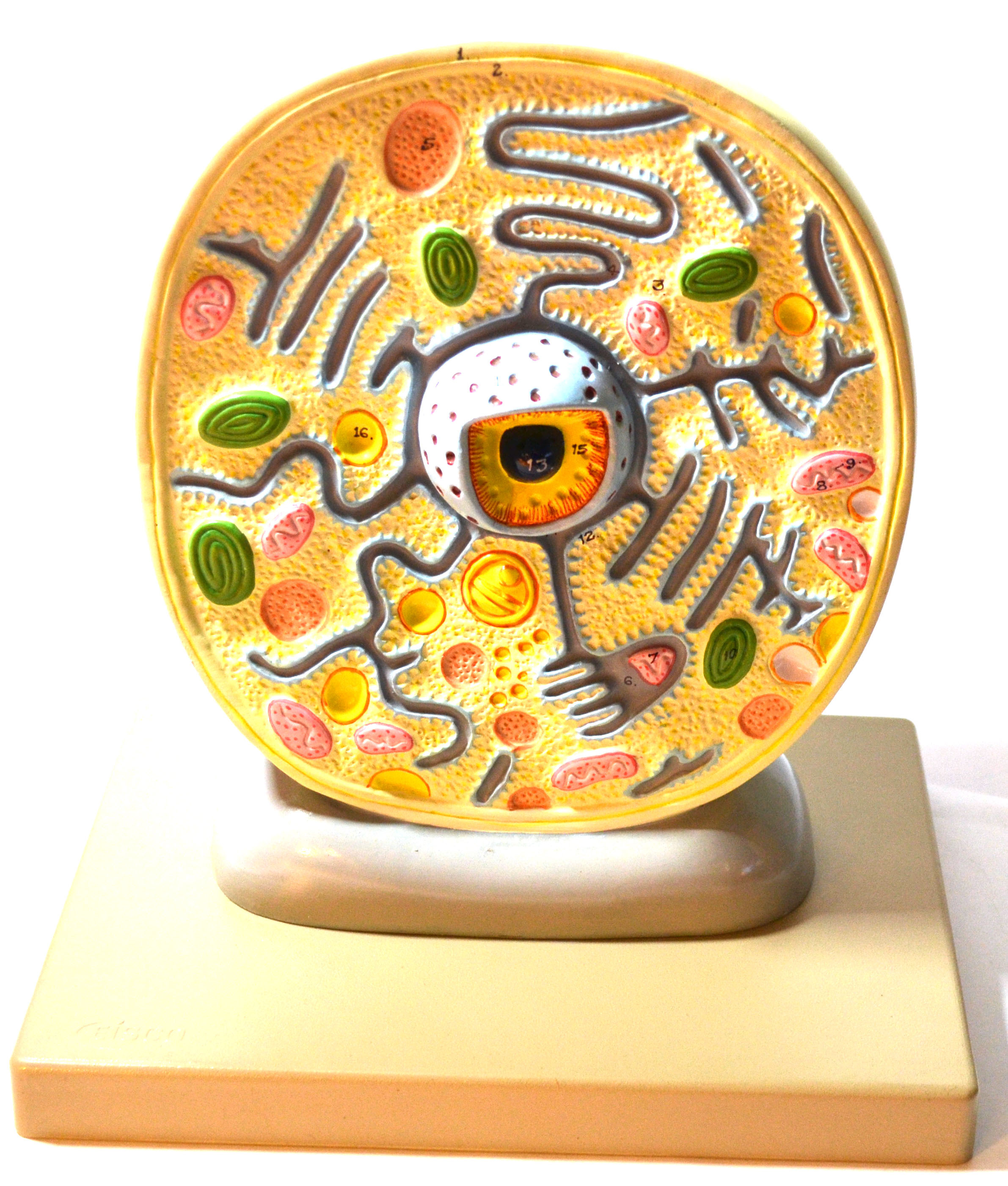 Eisco® Plant Cell Model