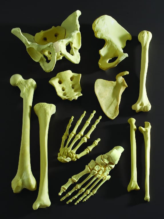 Foam Bones
