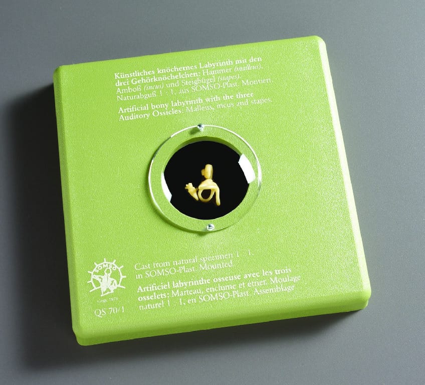Somso® Bony Labyrinth with Three Auditory Ossicles