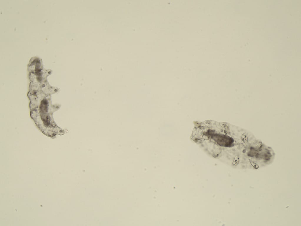 Hypsibius Slide
