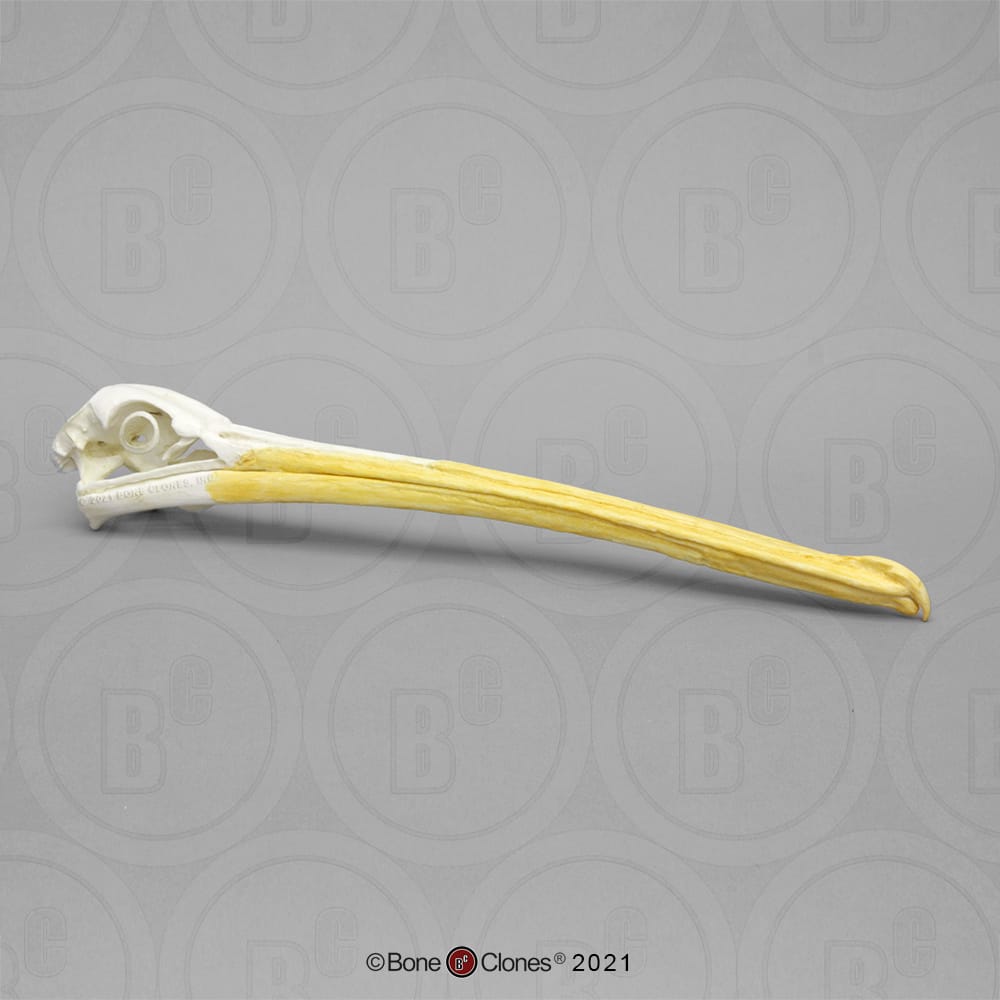 BoneClones® Animal Skulls, Avian
